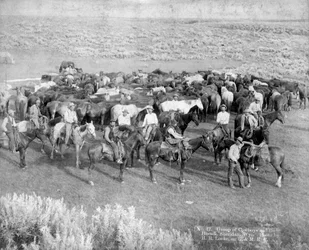 Grupp av cowboys och deras hästar, Sheridan, Wyoming, ca 1890